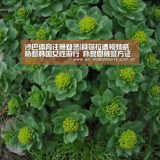 沙巴体育注册登录|具荷拉遭视频威胁惹韩国女性游行 朴誉恩被警方证明无诈骗嫌疑(图3) 沙巴体育注册登录